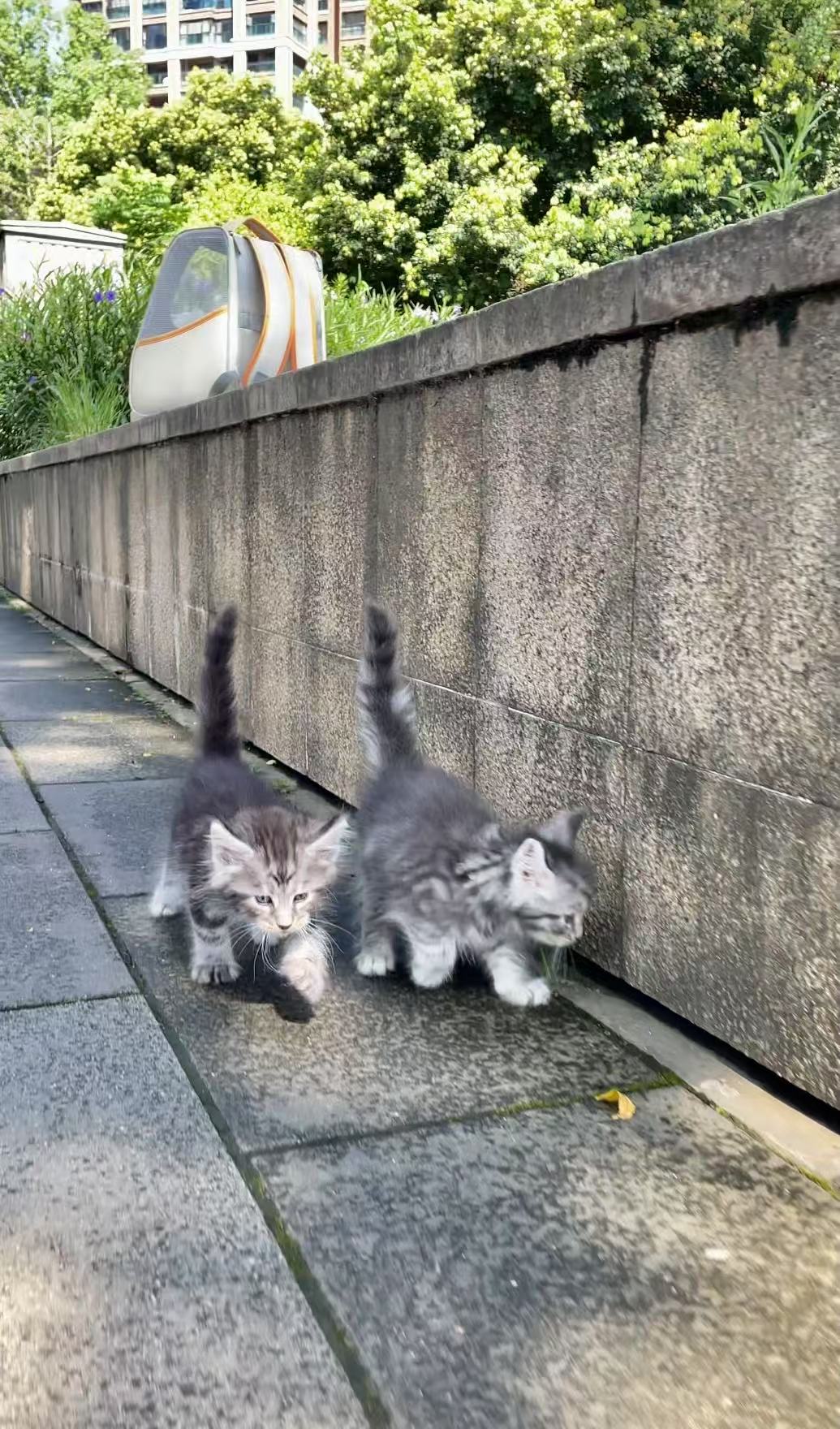 银虎缅因猫特价领养